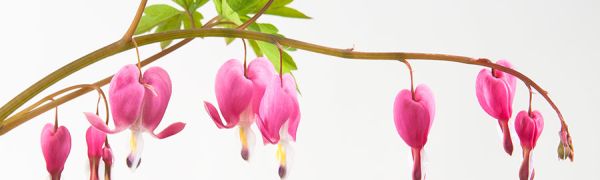 Ingeborg Becker Lebensrhythmen